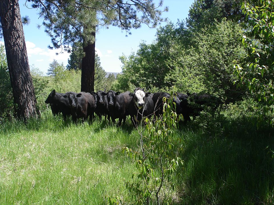 1st image of Smith Neck Road Near Sierra Brooks Loyalton