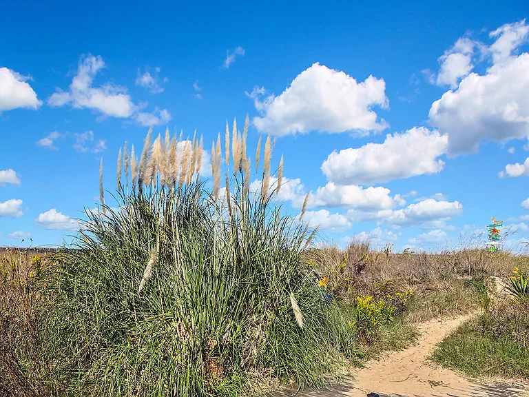 Path to our beach