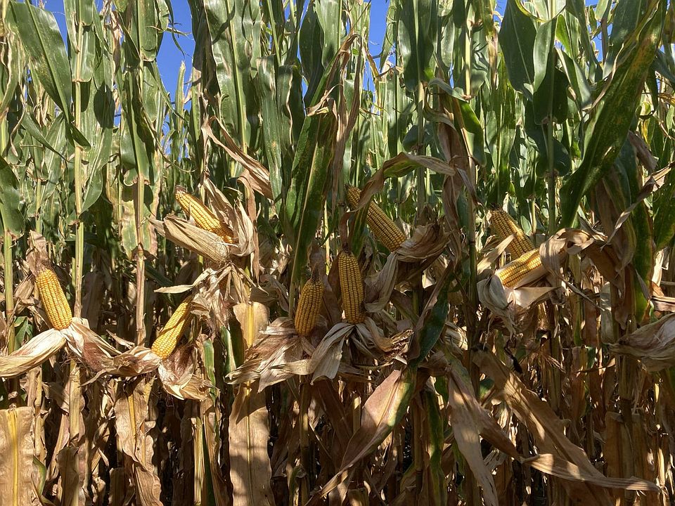 1st image of 0 W Schultz Rd