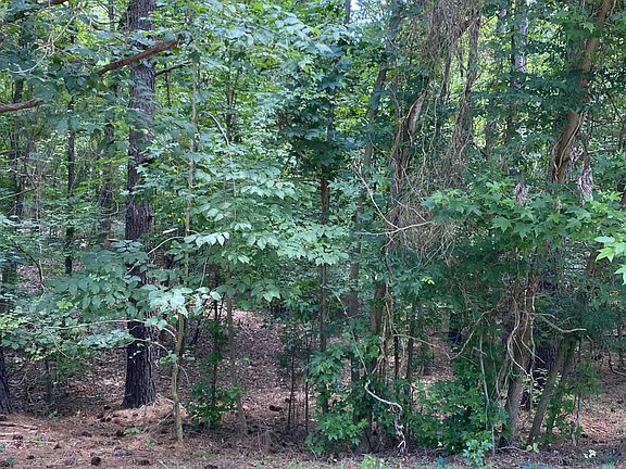 2nd image of 33 Brown Bear #167