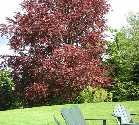 Copper Beech