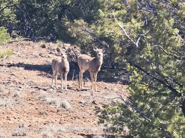 61 Red Tail Court, South Fork, CO 81154