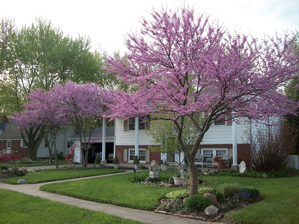 Front  Yard (Spring)