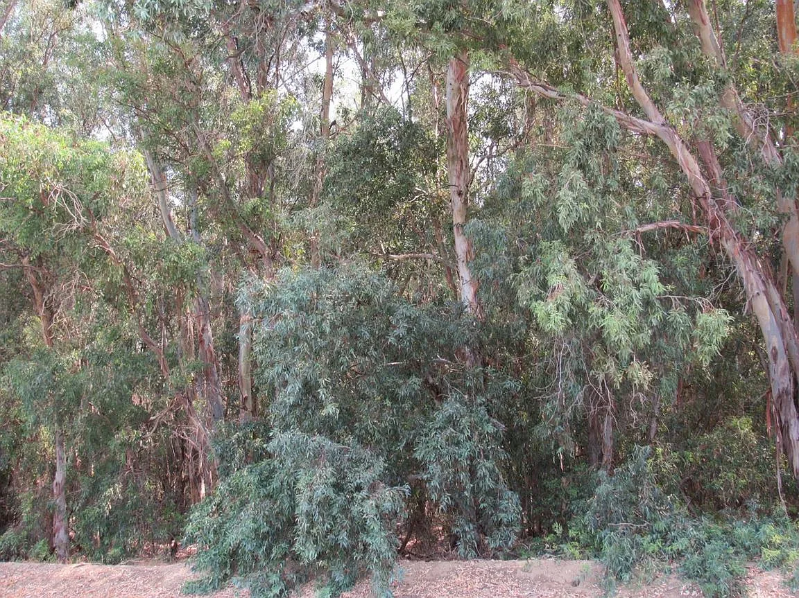 7426 Eucalyptus Rd photo 1