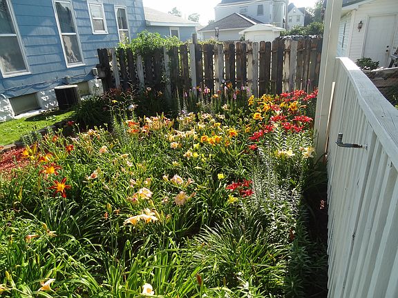 Side yard blooming