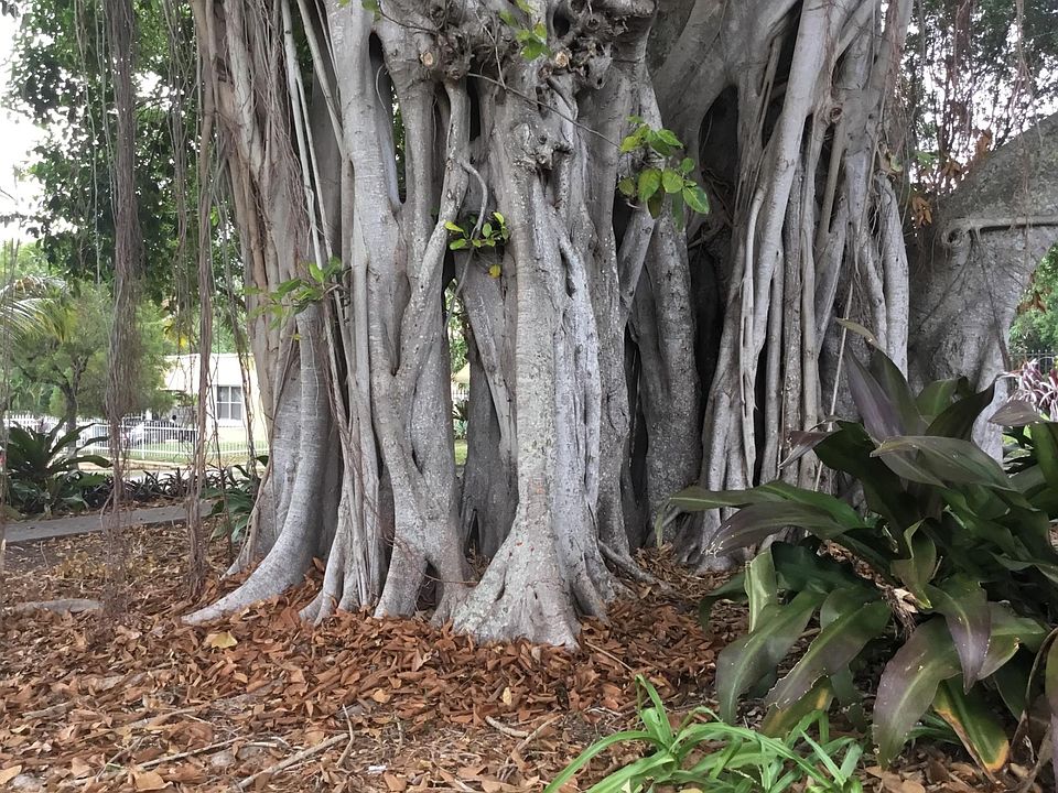 Historic Banyan Tree on the corner..