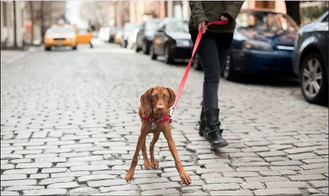 Rented by Compass | media 9