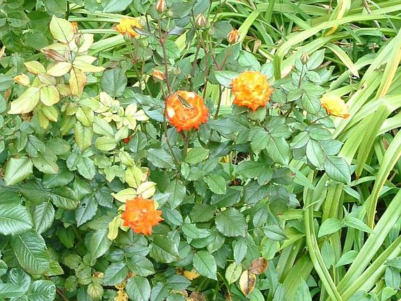 Flowering Plants