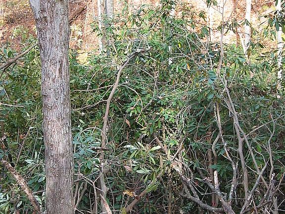 Rhododendron On Property