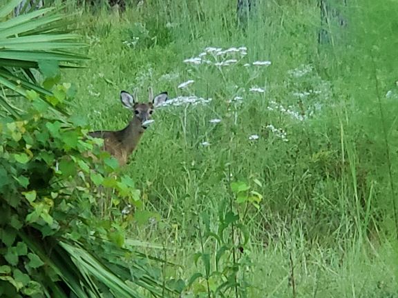 5th image of 6607 Button Buck Trl