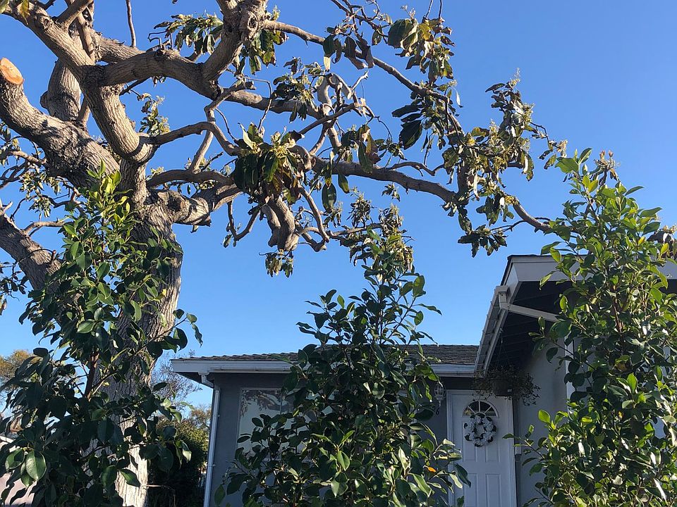 Avocado tree and plenty of space for gardening if you enjoy gardening
