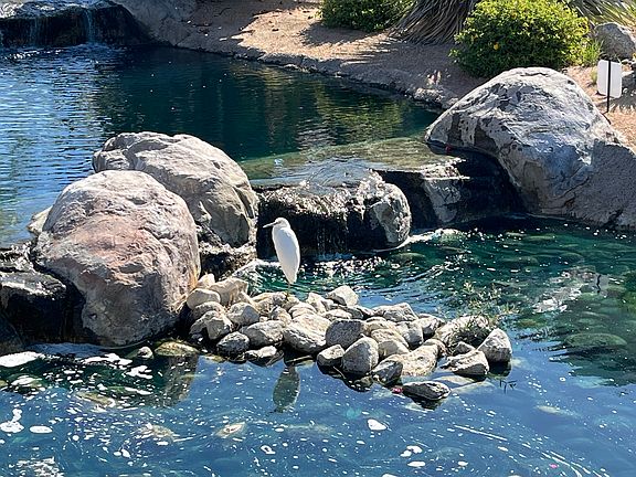 Calm stream in back with Egret that lives there.