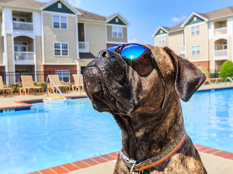 CATCH THE DAYTIME RAYS WITH YOUR FURRY FRIEND