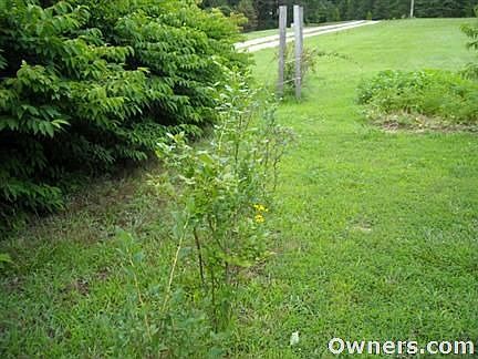 blueberries,strawberries and fruit trees