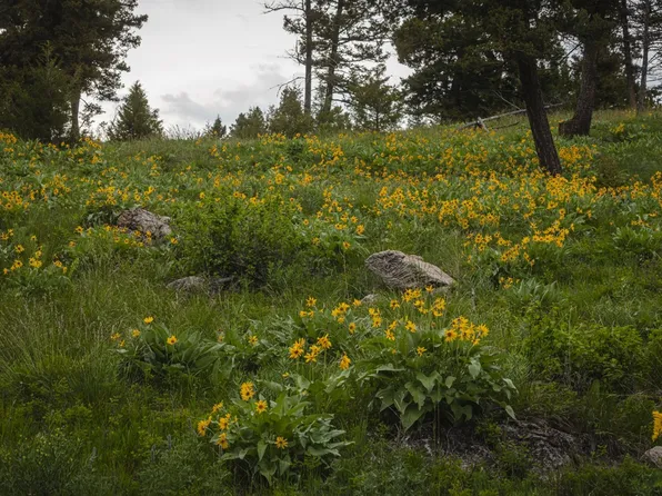 5 Tract Bull #Elk, Drummond, MT 59832