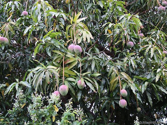 Mango Tree