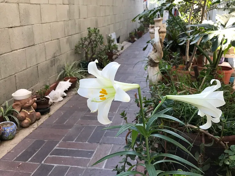 walkway