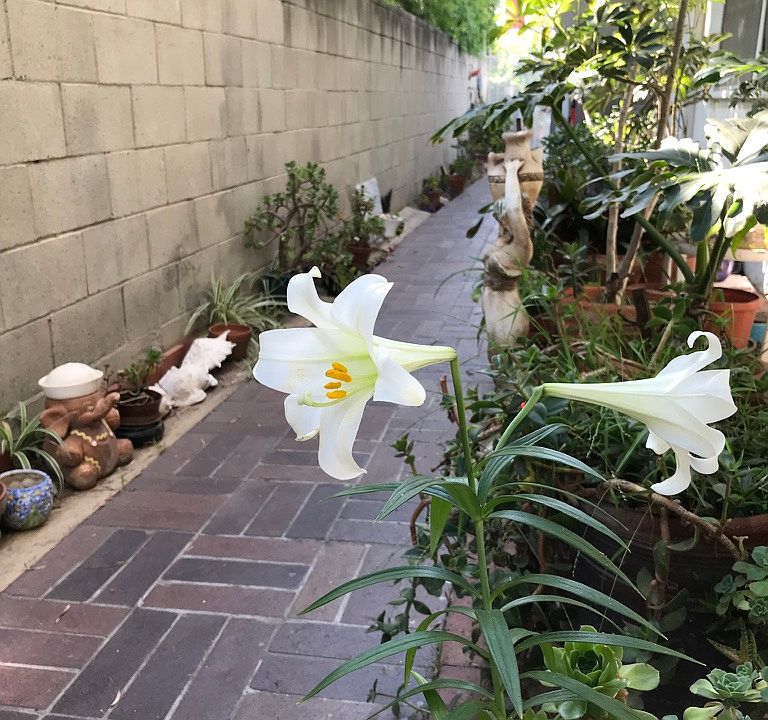 walkway