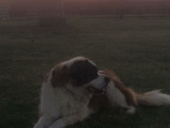 Plenty of room for your pets