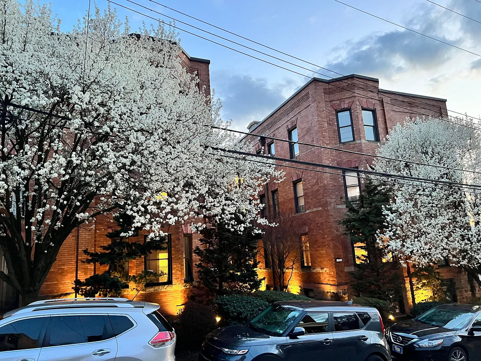 Sycamore — Photo 1