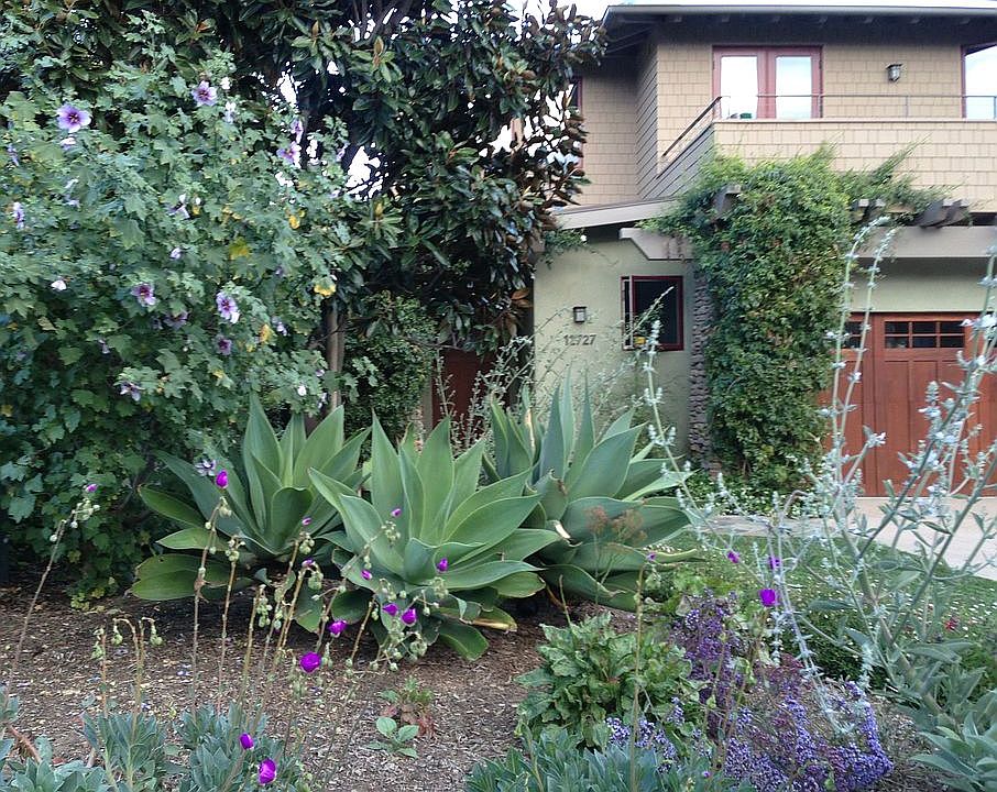 Drought tolerant landscaping