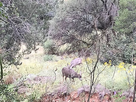 Deer across the creek
