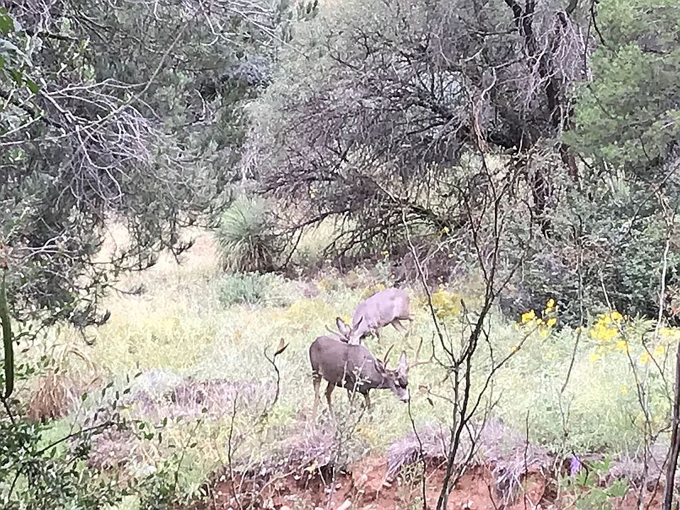 Deer across the creek