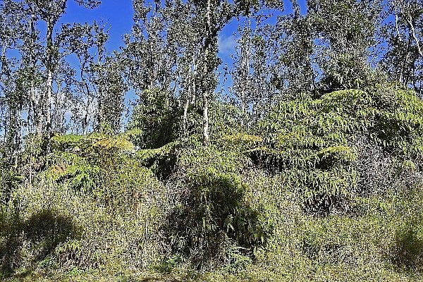 1st image of Noeula Road Fern Forest Ests