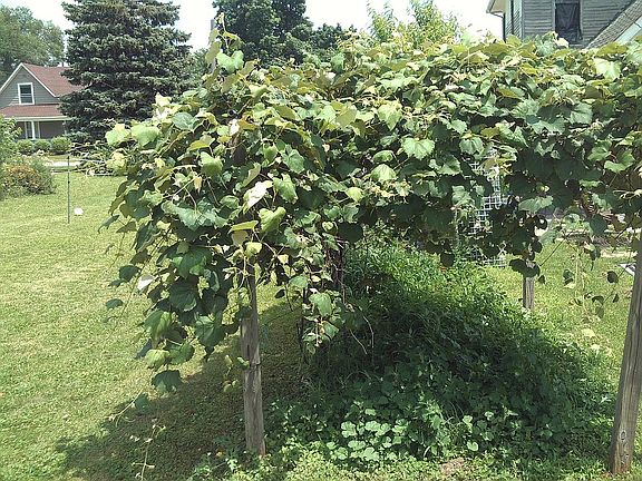 Grape Arbor