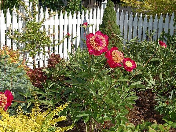 Some of the Pionia's in bloom within the front gardens.