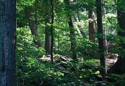 Nature view through the glass windows