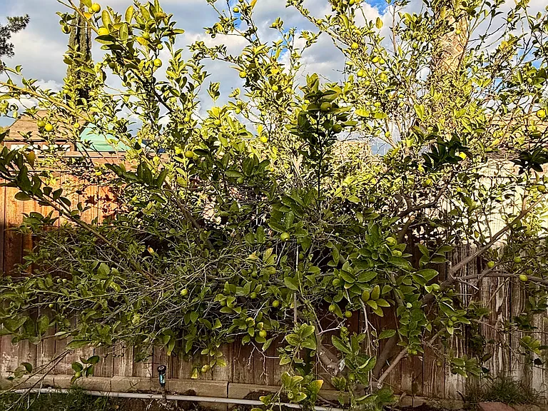 Avenida Roundelay — Photo 14