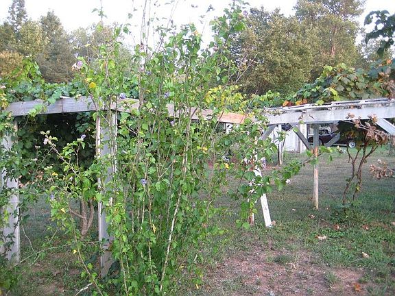 Grapes, Peach Trees, Garden!
