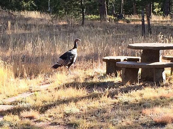 Picnic with wild turkey.