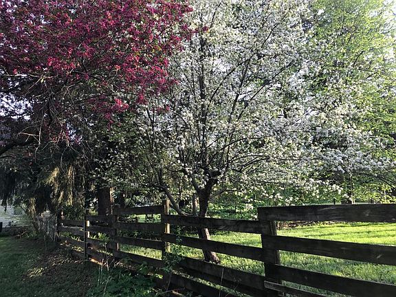 Crabapple and apple tree