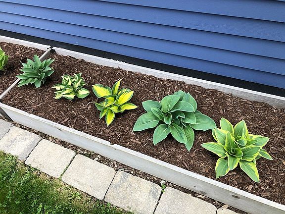 raised hosta beds