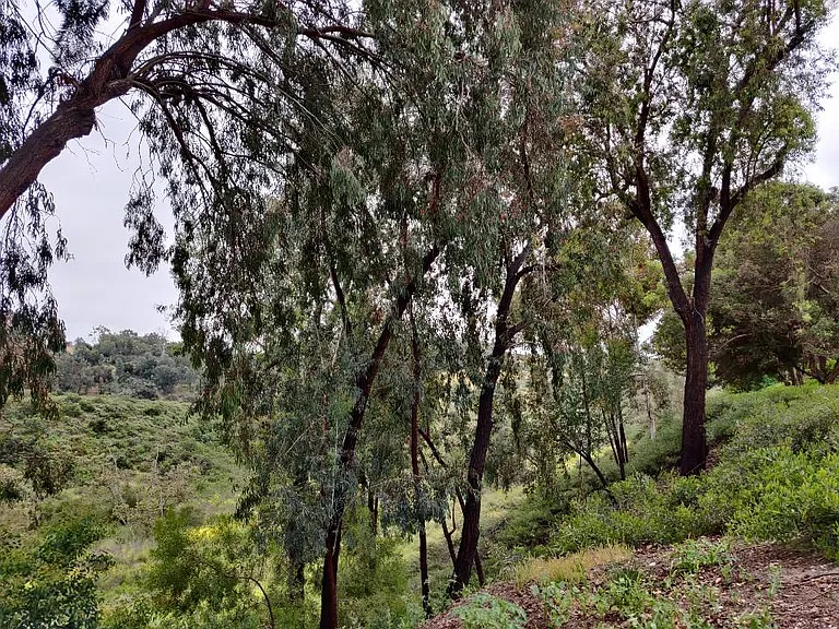 Gayuba Ln — Photo 23