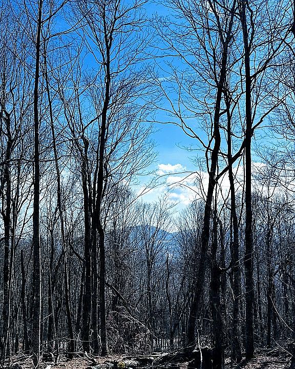 1st image of 27 Poplar
