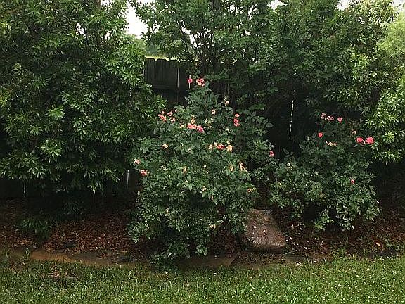 Flowering garden