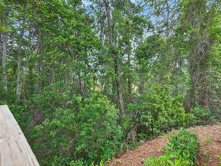 Wooded View from Deck