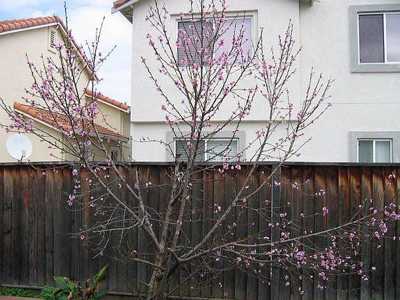 Peach Blossoms