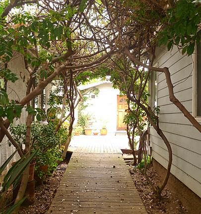 Tree Tunnel