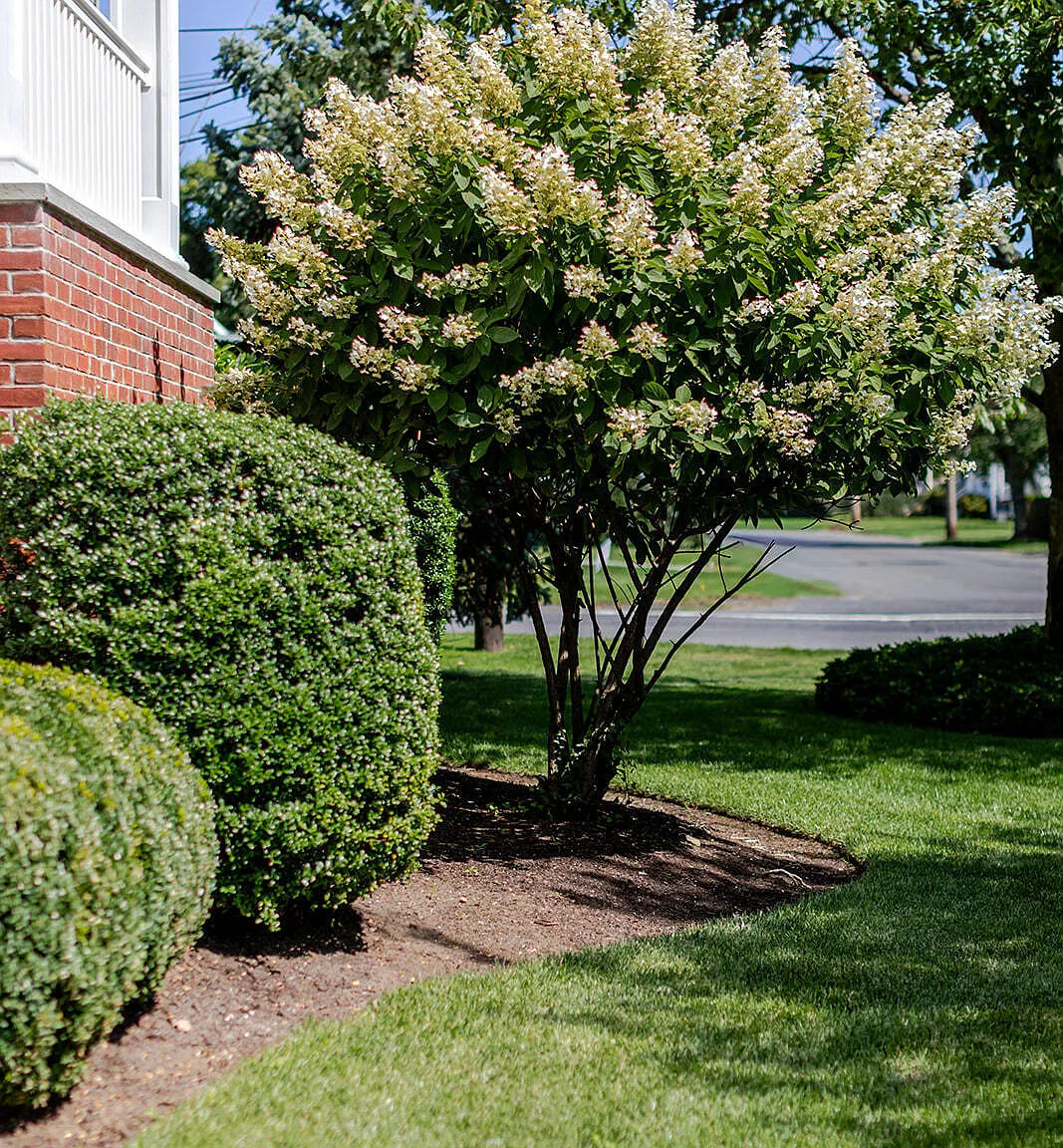 1 bed, $2,900 — Photo 3