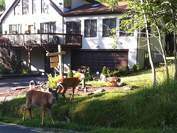 deer visiting us!
