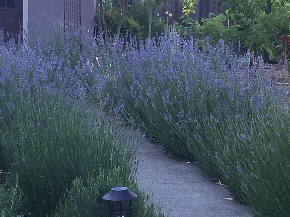 Annual lavender explosion in backyard