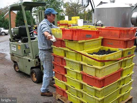 Grapes have been harvested.