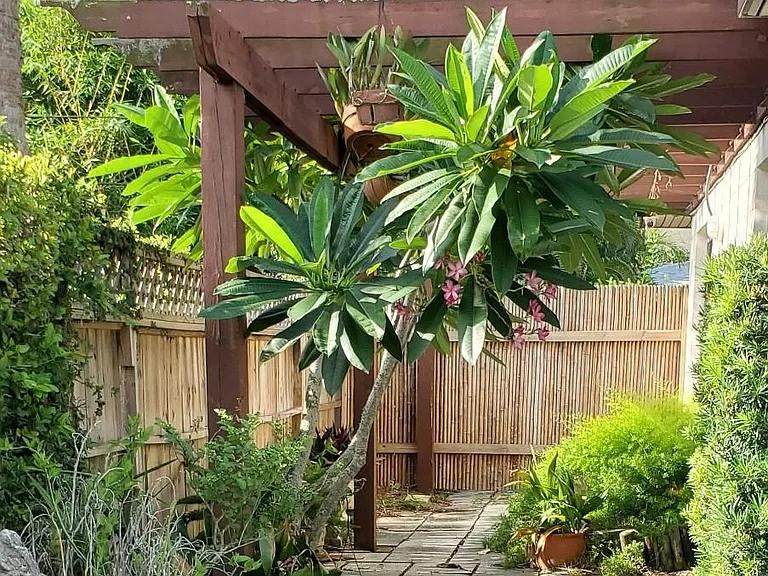 East side courtyard; pictures to be updated. The freeze last winter cut back some foliage