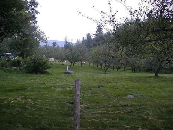 Apple trees