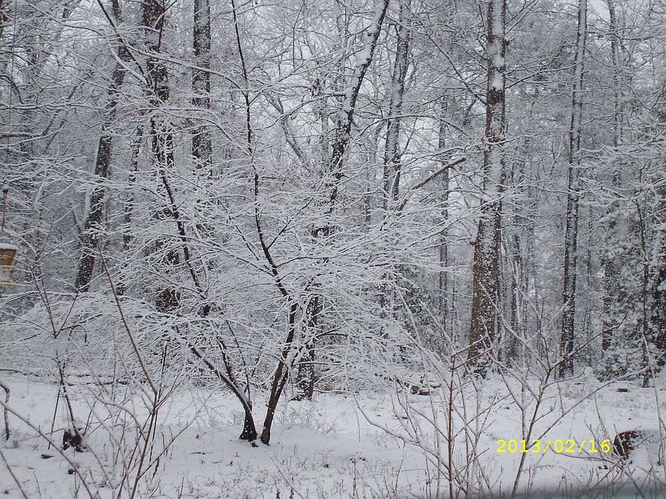some wooded areas
