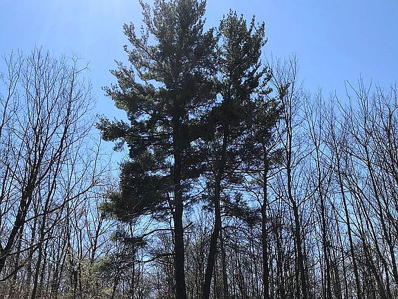 Tall pine on north end